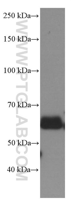 Occludin Mouse anti-Human, Mouse, Porcine, Rat, Clone: 1D3C4, Proteintech:Antibodies:Primary