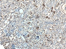 Occludin Mouse anti-Human, Mouse, Porcine, Rat, Clone: 1D3C4, Proteintech:Antibodies:Primary