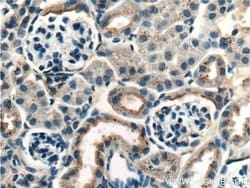Occludin Mouse anti-Human, Mouse, Porcine, Rat, Clone: 1D3C4, Proteintech:Antibodies:Primary