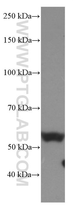 Occludin Mouse anti-Human, Mouse, Porcine, Rat, Clone: 1D3C4, Proteintech:Antibodies:Primary
