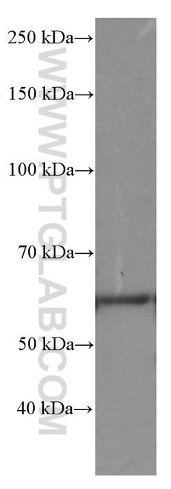 Occludin Mouse anti-Human, Mouse, Porcine, Rat, Clone: 1D3C4, Proteintech