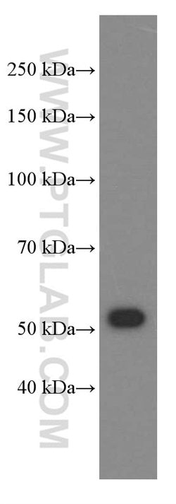 NAMPT/PBEF Mouse anti-Human, Mouse, Rat, Clone: 3D4D8, Proteintech 150