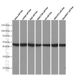 FKBPL Mouse anti-Human, Mouse, Rat, Clone: 2H10B10, Proteintech 20 &mu;L;