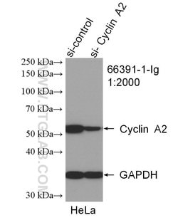 Cyclin A2 Mouse anti-Human, Clone: 1C6C11, Proteintech:Antibodies:Primary