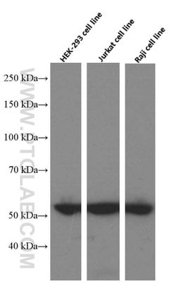 Cyclin A2 Mouse anti-Human, Clone: 1C6C11, Proteintech:Antibodies:Primary