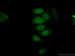 Cyclin A2 Mouse anti-Human, Clone: 1C6C11, Proteintech:Antibodies:Primary