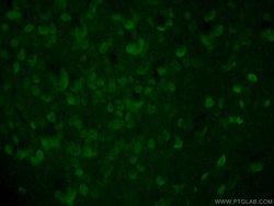 Calbindin-D28k Mouse anti-Human, Mouse, Rat, Clone: 1F8B9, Proteintech