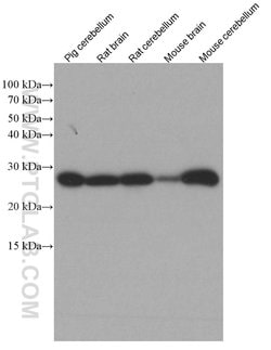Calbindin-D28k Mouse anti-Human, Mouse, Rat, Clone: 1F8B9, Proteintech