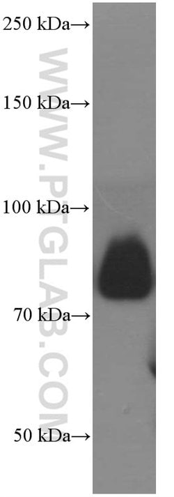 CD36 Mouse anti-Human, Clone: 1A8C5, Proteintech:Antibodies:Primary Antibodies