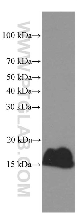 PLA2G1B Mouse anti-Human, Porcine, Clone: 1F2C10, Proteintech 150 &mu;L;