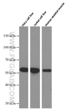 CALCOCO2 Mouse anti-Human, Mouse, Rat, Clone: 2F2C2, Proteintech:Antibodies:Primary