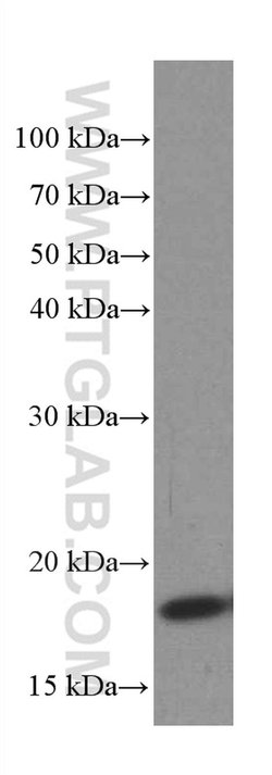 TPRKB Mouse anti-Human, Clone: 2D5B9, Proteintech 150 &mu;L; Unconjugated:Antibodies,
