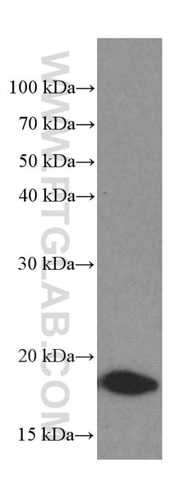 TPRKB Mouse anti-Human, Clone: 2D5B9, Proteintech 150 &mu;L; Unconjugated:Antibodies,