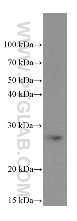 PSMB10 Mouse anti-Human, Porcine, Clone: 1G8C1, Proteintech