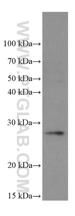 PSMB10 Mouse anti-Human, Porcine, Clone: 1G8C1, Proteintech:Antibodies:Primary