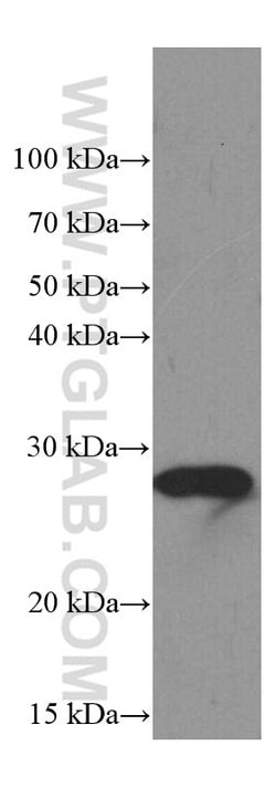 PSMB10 Mouse anti-Human, Porcine, Clone: 1G8C1, Proteintech:Antibodies:Primary
