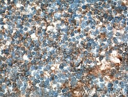 CD80/B7-1 Mouse anti-Human, Mouse, Porcine, Clone: 1E2F10, Proteintech