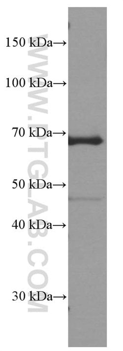 CD80/B7-1 Mouse anti-Human, Mouse, Porcine, Clone: 1E2F10, Proteintech