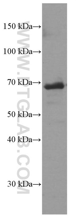 CD80/B7-1 Mouse anti-Human, Mouse, Porcine, Clone: 1E2F10, Proteintech