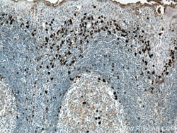 Heavy chain of IgG4 Mouse anti-Human, Clone: 1A1A2, Proteintech:Antibodies:Primary