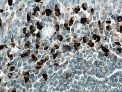 Heavy chain of IgG4 Mouse anti-Human, Clone: 1A1A2, Proteintech:Antibodies:Primary