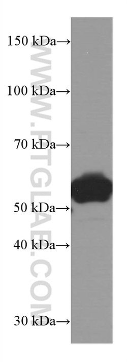 LAP3 Mouse anti-Human, Mouse, Porcine, Rat, Clone: 1B11B8, Proteintech