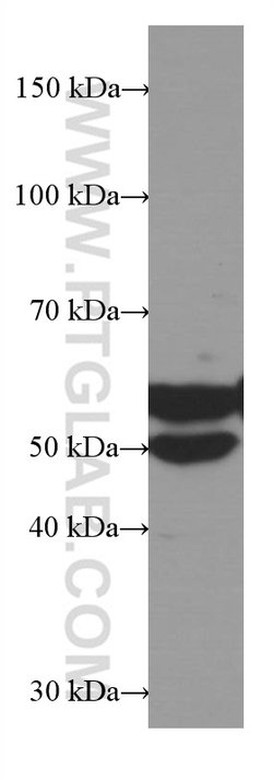 LAP3 Mouse anti-Human, Mouse, Porcine, Rat, Clone: 1B11B8, Proteintech