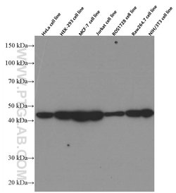 CDC37 Mouse anti-Human, Mouse, Rat, Clone: 1C2A6, Proteintech:Antibodies:Primary