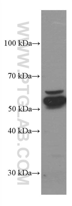 PDIA3 Mouse anti-Human, Mouse, Rat, Clone: 3G4G7, Proteintech:Antibodies:Primary