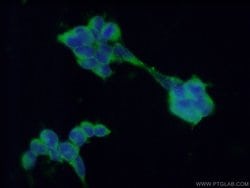 PDIA3 Mouse anti-Human, Mouse, Rat, Clone: 3G4G7, Proteintech:Antibodies:Primary