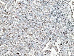 PDIA3 Mouse anti-Human, Mouse, Rat, Clone: 3G4G7, Proteintech:Antibodies:Primary