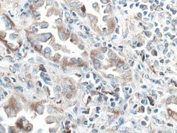 PDIA3 Mouse anti-Human, Mouse, Rat, Clone: 3G4G7, Proteintech:Antibodies:Primary
