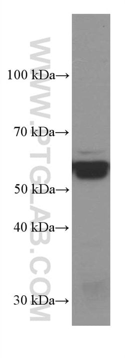PDIA3 Mouse anti-Human, Mouse, Rat, Clone: 3G4G7, Proteintech:Antibodies:Primary