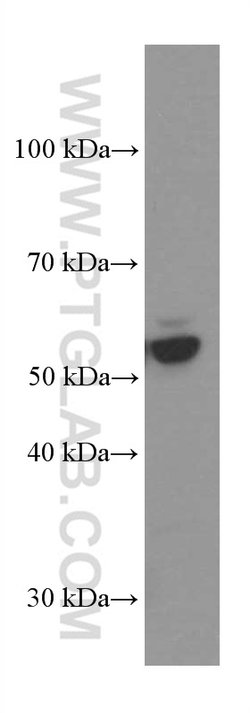 PDIA3 Mouse anti-Human, Mouse, Rat, Clone: 3G4G7, Proteintech:Antibodies:Primary