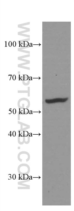 PDIA3 Mouse anti-Human, Mouse, Rat, Clone: 3G4G7, Proteintech:Antibodies:Primary