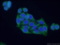 Prohibitin 2 Mouse anti-Human, Mouse, Rat, Clone: 1D9C7, Proteintech:Antibodies:Primary