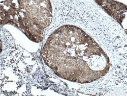 Prohibitin 2 Mouse anti-Human, Mouse, Rat, Clone: 1D9C7, Proteintech:Antibodies:Primary