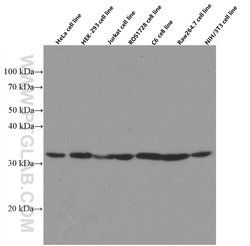 Prohibitin 2 Mouse anti-Human, Mouse, Rat, Clone: 1D9C7, Proteintech:Antibodies:Primary