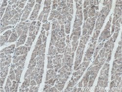 Prohibitin 2 Mouse anti-Human, Mouse, Rat, Clone: 1D9C7, Proteintech:Antibodies:Primary
