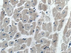 Prohibitin 2 Mouse anti-Human, Mouse, Rat, Clone: 1D9C7, Proteintech:Antibodies:Primary