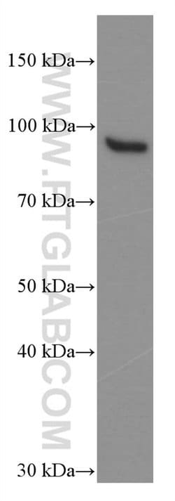 STAT5B Mouse anti-Human, Clone: 1D9B11, Proteintech:Antibodies:Primary