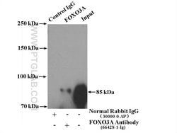 FOXO3A Mouse anti-Human, Mouse, Clone: 1F12D11, Proteintech:Antibodies:Primary