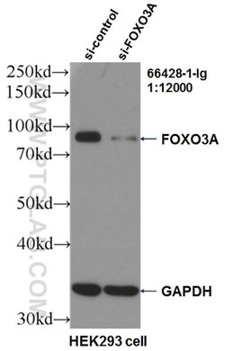 FOXO3A Mouse anti-Human, Mouse, Clone: 1F12D11, Proteintech:Antibodies:Primary