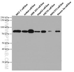 FOXO3A Mouse anti-Human, Mouse, Clone: 1F12D11, Proteintech:Antibodies:Primary