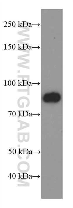 FOXO3A Mouse anti-Human, Mouse, Clone: 1F12D11, Proteintech:Antibodies:Primary