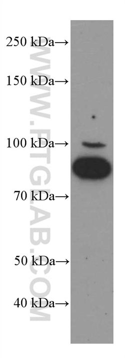 FOXO3A Mouse anti-Human, Mouse, Clone: 1F12D11, Proteintech:Antibodies:Primary