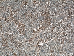 PLEK Mouse anti-Human, Porcine, Clone: 1D5C2, Proteintech 150 &mu;L; Unconjugated:Antibodies,