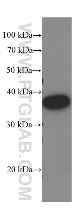 Amphiregulin Mouse anti-Human, Rat, Clone: 1A1G9, Proteintech 150 &mu;L;