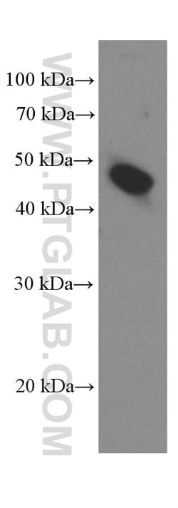 Amphiregulin Mouse anti-Human, Rat, Clone: 1A1G9, Proteintech 150 &mu;L;