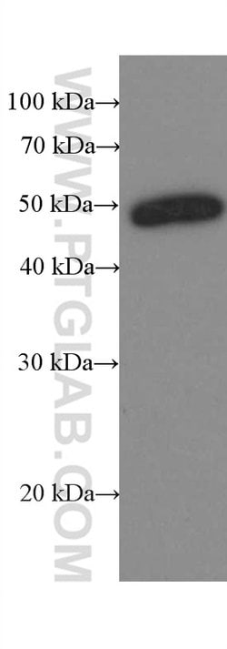 Amphiregulin Mouse anti-Human, Rat, Clone: 1A1G9, Proteintech 150 &mu;L;
